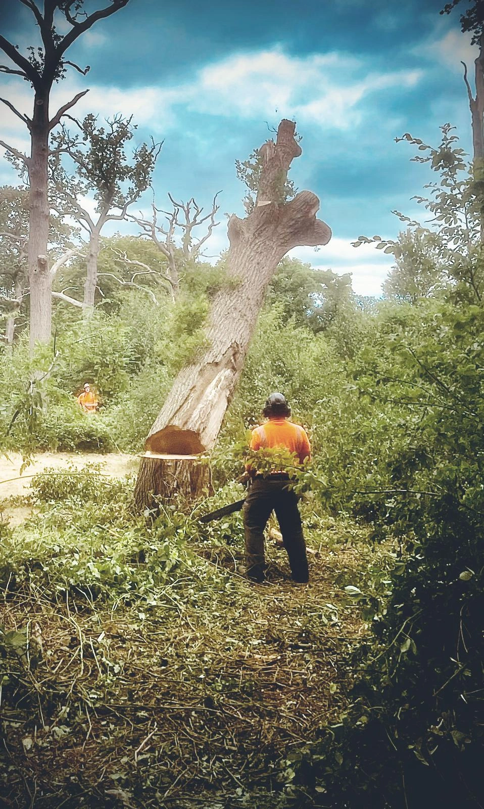 Tree Felling